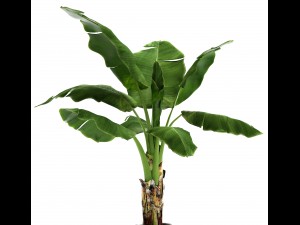 banana tree 3D Model