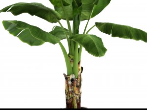 banana tree 3D Model