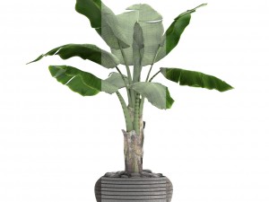 banana tree 3D Model