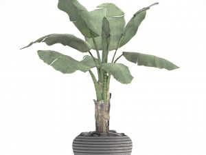 banana tree 3D Model