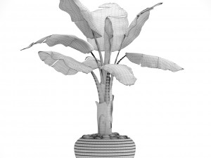 banana tree 3D Model