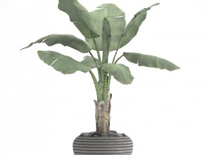 banana tree 3D Model