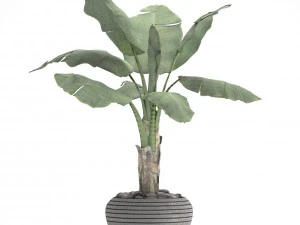 banana tree 3D Model