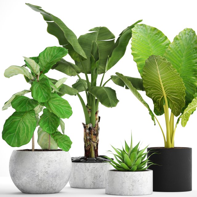 collection plants Modelo 3D .c4d .max .obj .3ds .fbx .stl .blend 