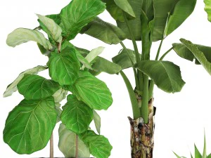 collection plants 3D Model