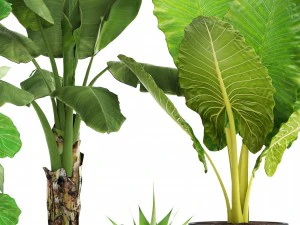 collection plants 3D Model