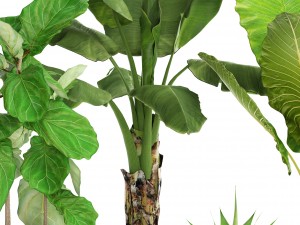 collection plants Modelo 3D