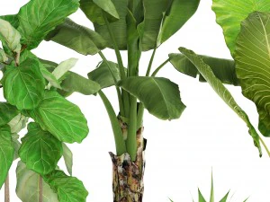 collection plants 3D Model