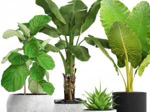 collection plants 3D Model
