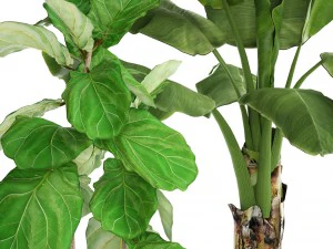 collection plants 3D Model
