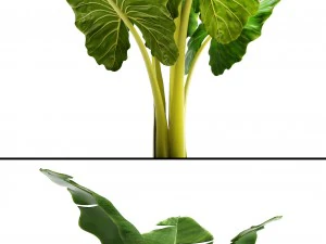 collection plants 3D Model