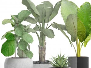 collection plants 3D Model