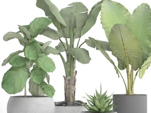 collection plants Modelo 3D
