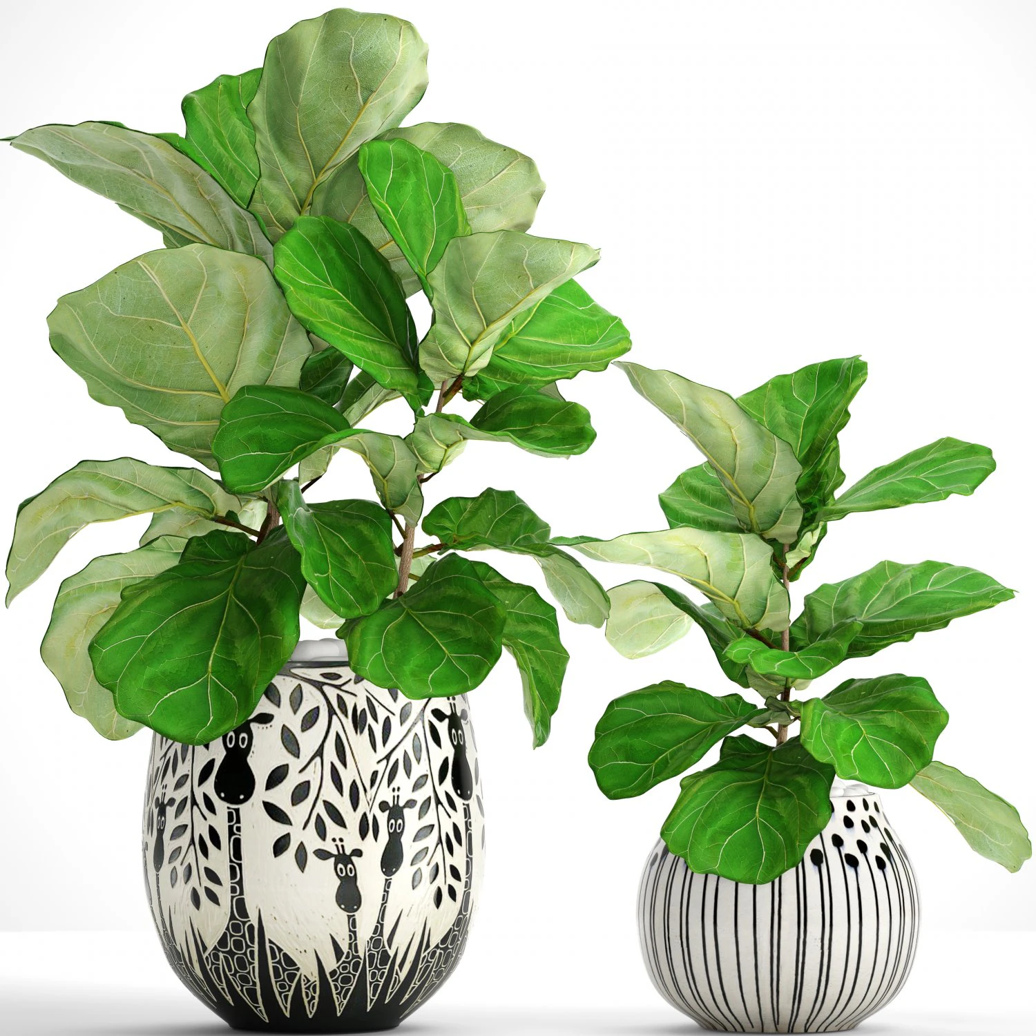 ficus lyrata trees 3D Model .c4d .max .obj .3ds .fbx .stl .blend 