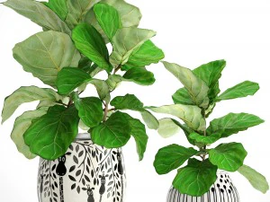 &aacute;rvores de ficus lyrata Modelo 3D