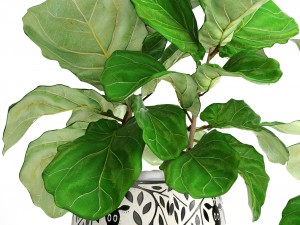 ficus lyrata trees 3D 모델
