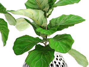 ficus lyrata trees 3D 모델
