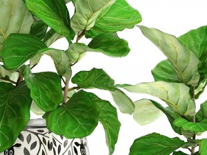 ficus lyrata trees 3D Model