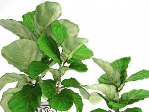 ficus lyrata trees 3D 모델