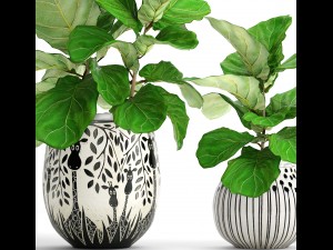 ficus lyrata trees 3D 모델