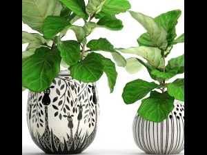 ficus lyrata trees 3D Model