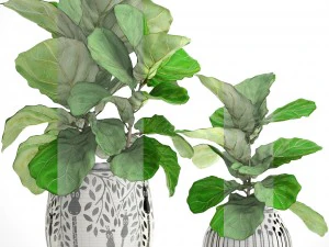 ficus lyrata trees 3D Model
