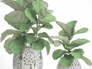 ficus lyrata trees 3D 모델