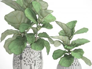 ficus lyrata trees 3D Model