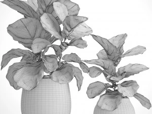 ficus lyrata trees 3D Model