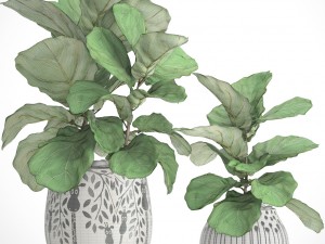 ficus lyrata trees 3D 모델