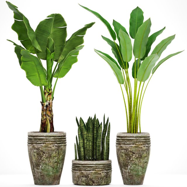 collection plants banana tree 3D Model .c4d .max .obj .3ds .fbx .stl .blend 