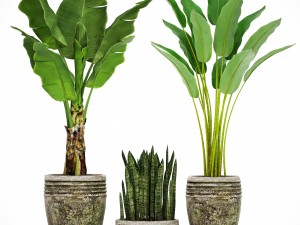 collection plants banana tree 3D Model