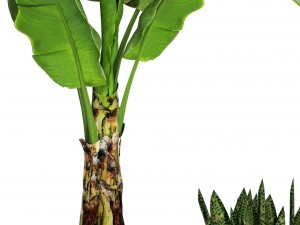 collection plants banana tree 3D Model
