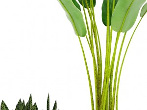 collection plants banana tree 3D Model