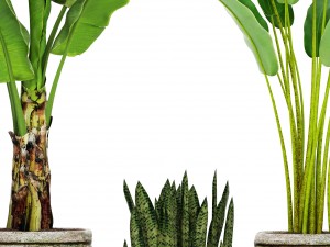 collection plants banana tree 3D Model