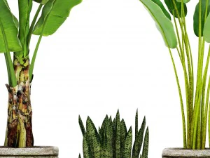 collection plants banana tree 3D Model
