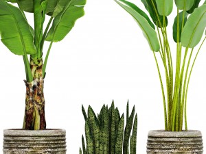 collection plants banana tree 3D Model