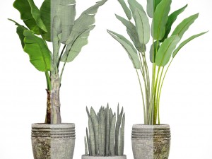 collection plants banana tree 3D Model