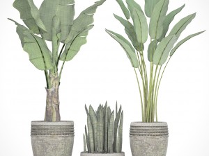 collection plants banana tree 3D Model
