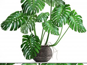 monstera Modello 3D