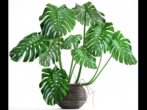 monstera 3Dモデル
