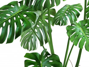 monstera 3Dモデル