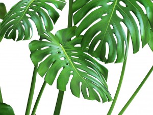 monstera 3Dモデル