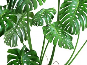 monstera 3D Model
