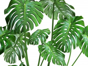 monstera 3Dモデル