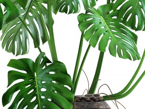 monstera 3Dモデル