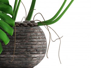 monstera 3Dモデル