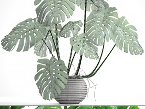 monstera 3Dモデル