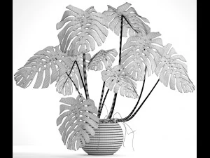 monstera 3D Model