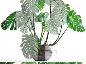 monstera 3Dモデル